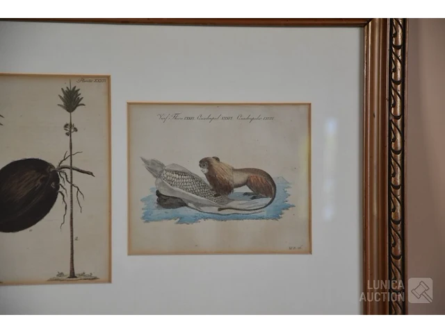 Kopergravures - afbeelding 3 van  7
