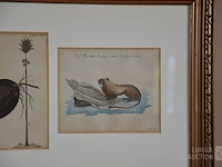 Kopergravures - afbeelding 3 van  7