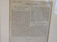 Kopergravures - afbeelding 6 van  7
