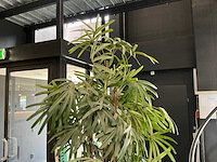 Krayenhoff rhapis kunstpalm - afbeelding 3 van  7