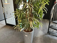 Krayenhoff rhapis kunstpalm - afbeelding 5 van  7