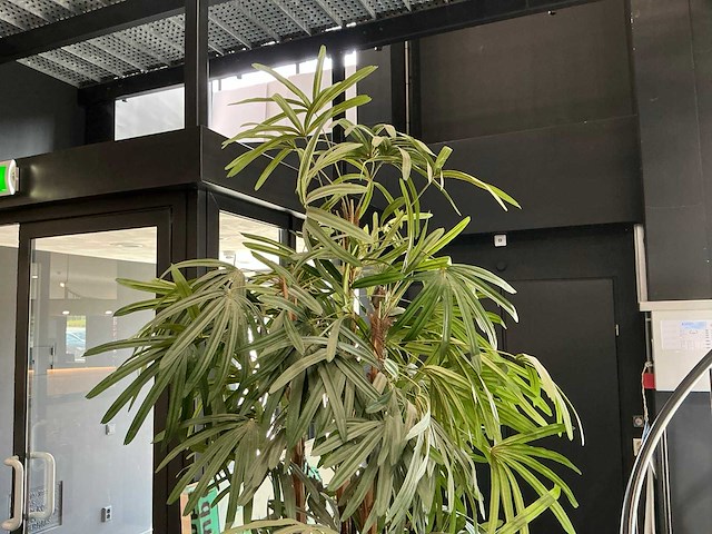 Krayenhoff rhapis kunstpalm - afbeelding 2 van  6