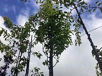Krenteboom - laanboom