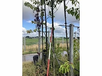 Krenteboom - laanboom - afbeelding 2 van  2