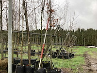 Krentenboom - laanboom - afbeelding 1 van  3