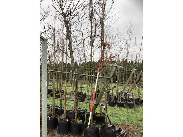 Krentenboom - laanboom - afbeelding 2 van  3