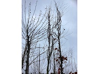 Krentenboom - laanboom - afbeelding 3 van  3