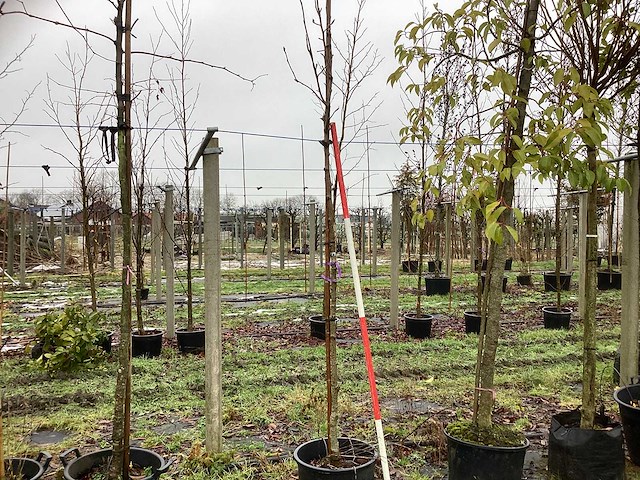 Krentenboom - laanboom - afbeelding 1 van  3