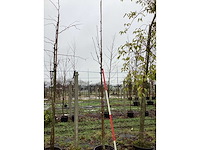 Krentenboom - laanboom - afbeelding 2 van  3