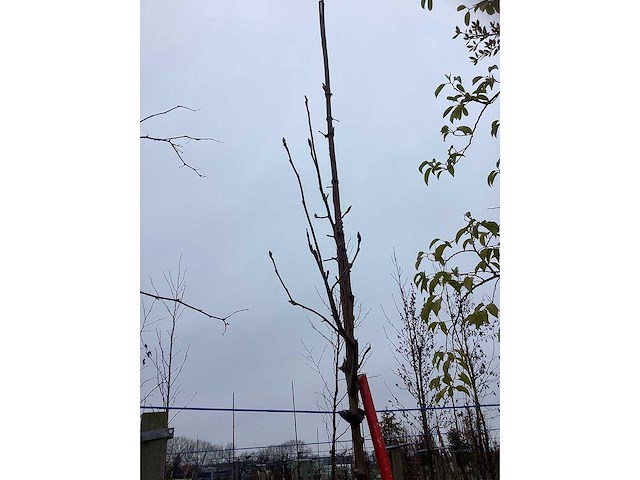 Krentenboom - laanboom - afbeelding 3 van  3