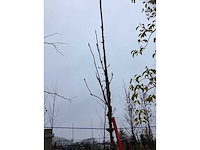 Krentenboom - laanboom - afbeelding 3 van  3