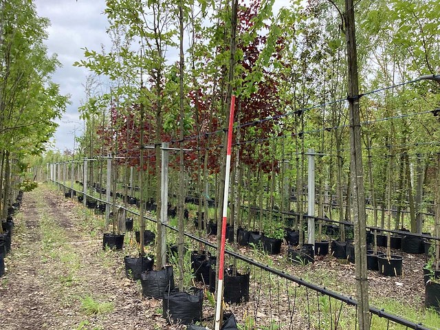 Krentenboom - laanboom - afbeelding 1 van  3