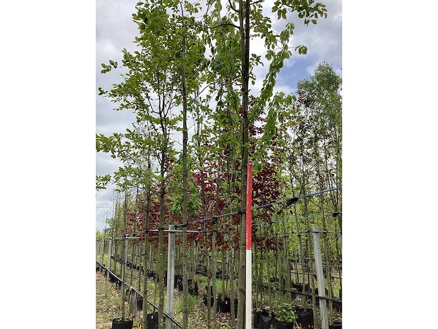 Krentenboom - laanboom - afbeelding 3 van  3