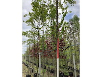 Krentenboom - laanboom - afbeelding 3 van  3