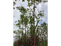 Krentenboom - laanboom - afbeelding 2 van  3