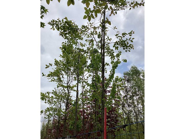 Krentenboom - laanboom - afbeelding 2 van  3