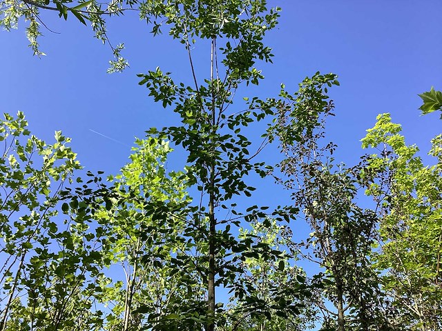 Krentenboom - laanboom - afbeelding 1 van  3