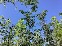 Krentenboom - laanboom - afbeelding 1 van  3