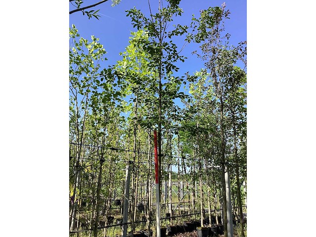 Krentenboom - laanboom - afbeelding 2 van  3