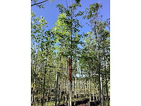 Krentenboom - laanboom - afbeelding 2 van  3
