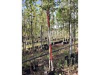 Krentenboom - laanboom - afbeelding 3 van  3