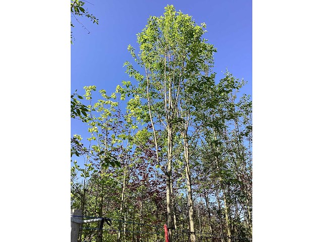 Krentenboom - laanboom - afbeelding 2 van  3