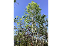 Krentenboom - laanboom - afbeelding 2 van  3