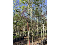 Krentenboom - laanboom - afbeelding 3 van  3