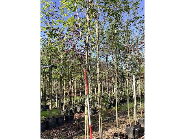 Krentenboom - laanboom - afbeelding 3 van  3
