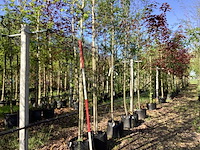 Krentenboom - laanboom - afbeelding 1 van  3