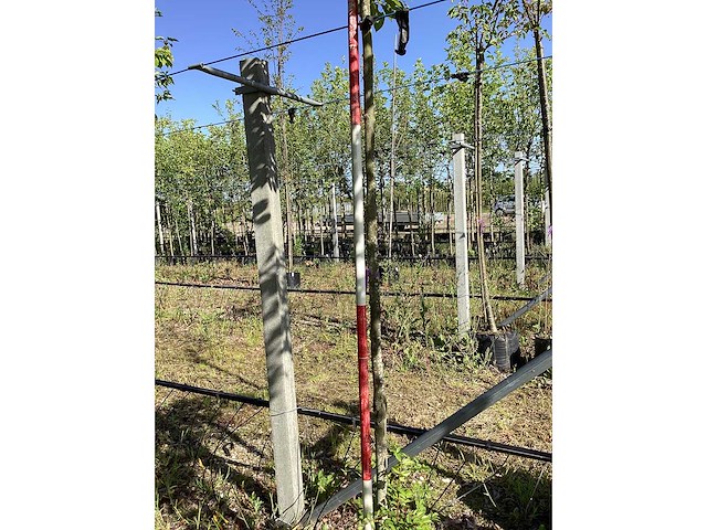 Krentenboom - laanboom - afbeelding 3 van  3