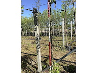 Krentenboom - laanboom - afbeelding 3 van  3