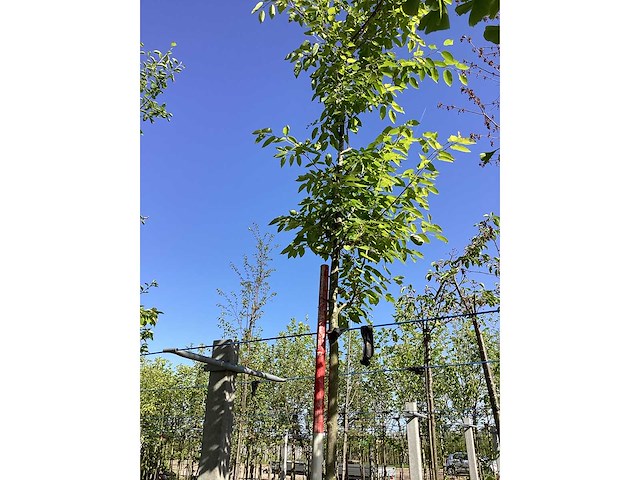 Krentenboom - laanboom - afbeelding 2 van  3