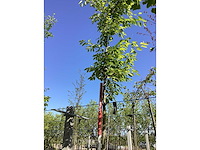 Krentenboom - laanboom - afbeelding 2 van  3