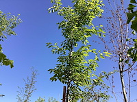 Krentenboom - laanboom - afbeelding 1 van  3