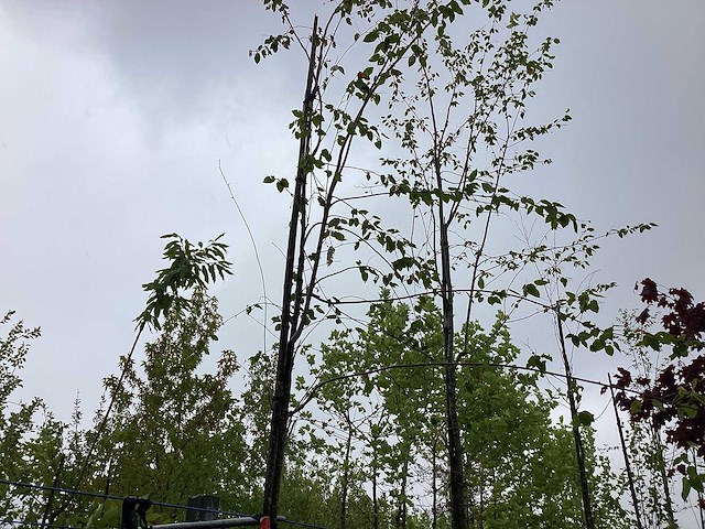 Krentenboom - laanboom - afbeelding 1 van  2