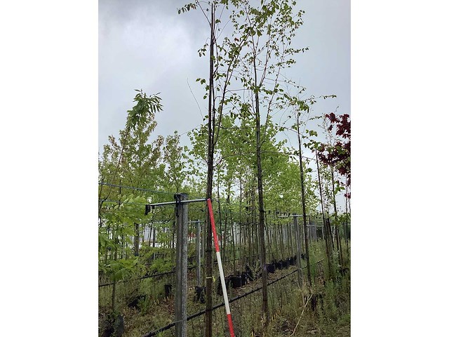 Krentenboom - laanboom - afbeelding 2 van  2