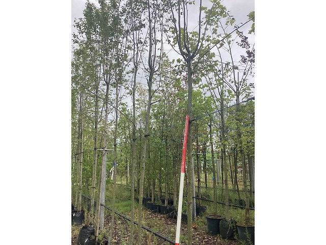 Krentenboom - laanboom - afbeelding 2 van  2