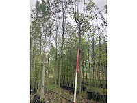 Krentenboom - laanboom - afbeelding 2 van  2