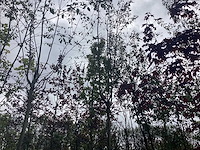 Krentenboom - laanboom - afbeelding 1 van  2