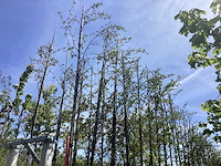 Krentenboom - laanboom - afbeelding 2 van  2