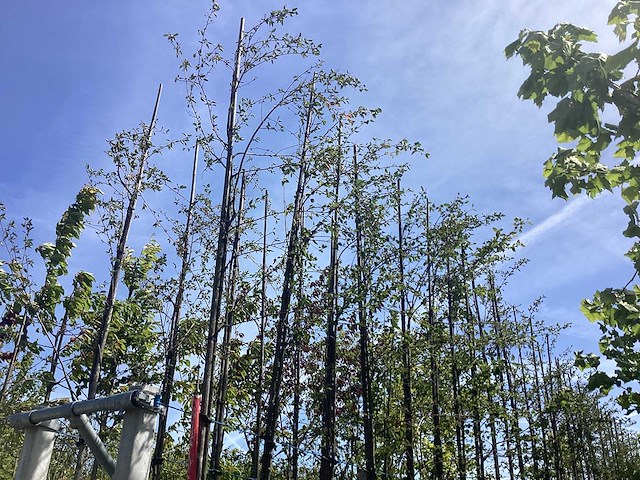 Krentenboom - laanboom - afbeelding 1 van  2