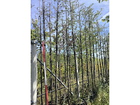 Krentenboom - laanboom - afbeelding 2 van  2