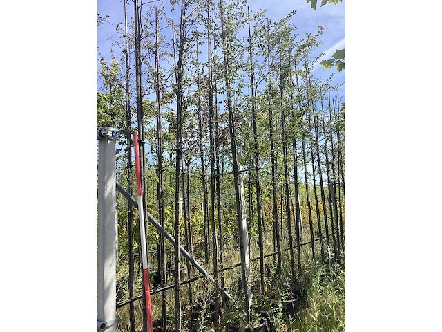 Krentenboom - laanboom - afbeelding 1 van  2