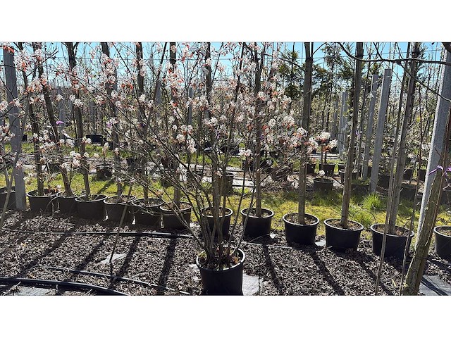 Krentenboom - meerstammige boom (3x) - afbeelding 1 van  2