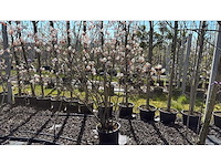 Krentenboom - meerstammige boom (3x) - afbeelding 1 van  2