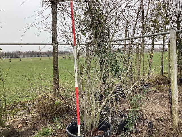 Krentenboom - meerstammige boom - afbeelding 1 van  2