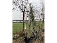 Krentenboom - meerstammige boom - afbeelding 2 van  2