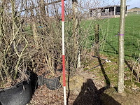 Krentenboom - meerstammige boom