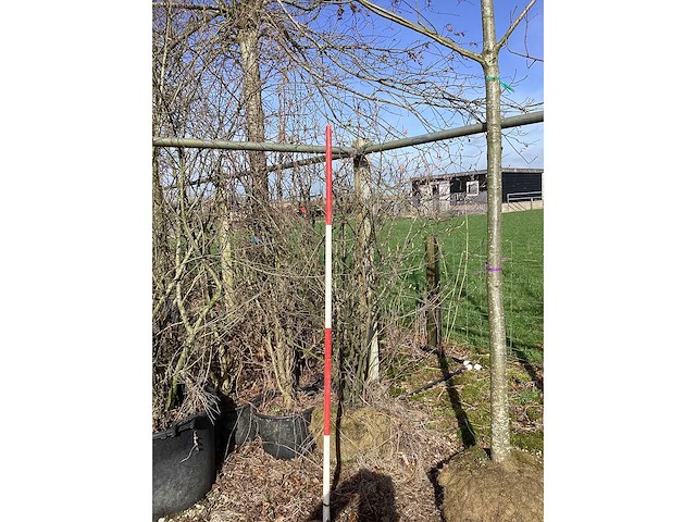 Krentenboom - meerstammige boom - afbeelding 2 van  2